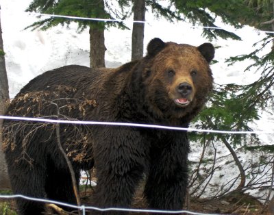 A GRIZZLY BEAR REFUGE    1018