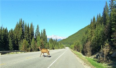 DEER CROSSING ROAD