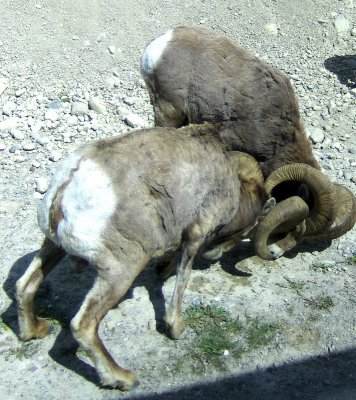 BIG HORN SHEEP