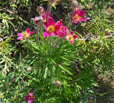 UNKNOWN CANADIAN WILD FLOWER