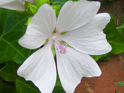 WHITE FLOWER