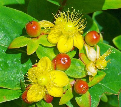 A HYPERICUM    1263