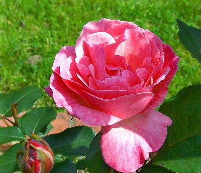 PINK ROSE