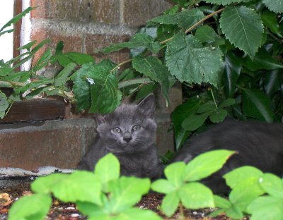 KITTEN 2