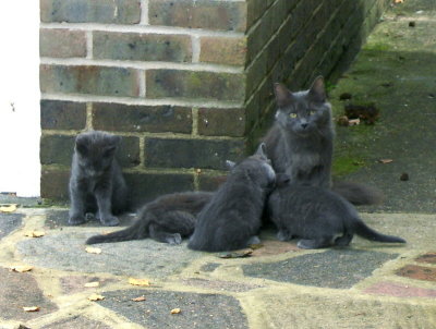 MUM FEEDING KITTENS