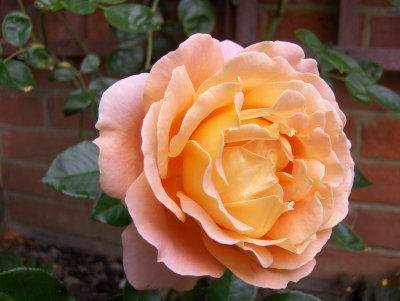 A SALMON PINK ROSE . 1 985