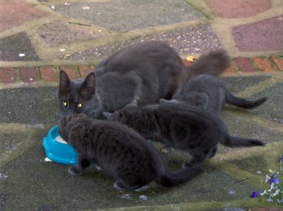 MUM & 3 KITTENS