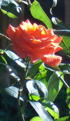 ORANGE ROSE