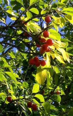 VICTORIA PLUM TREE