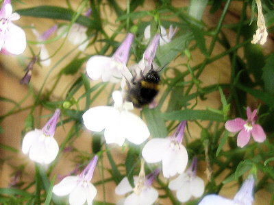 A FANTASY BUMBLE BEE   697