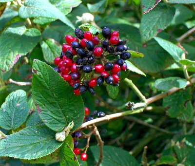 VIBURNUM BERRIES