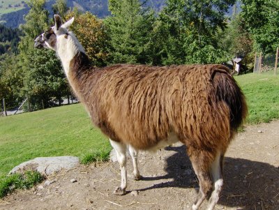 LLAMA