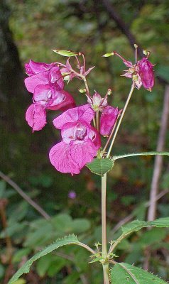 AUSTRIAN WOODLAND FLOWER