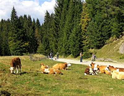 ON THE PATH TO THE NAGGLER ALM