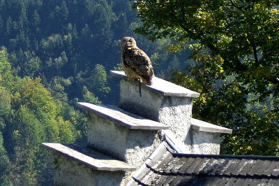 OWL ON BATTLEMENTS