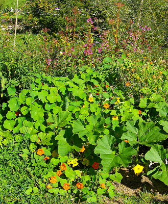 VEGETABLE PATCH