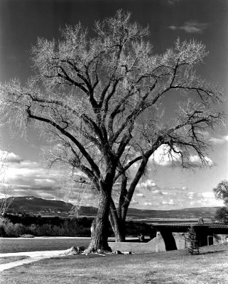 Ghost Ranch Tree.jpg