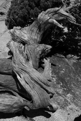 Yosemite-Juniper.jpg