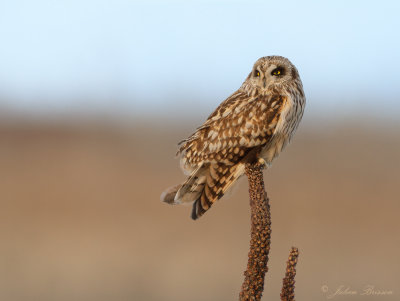 Hibou des marais