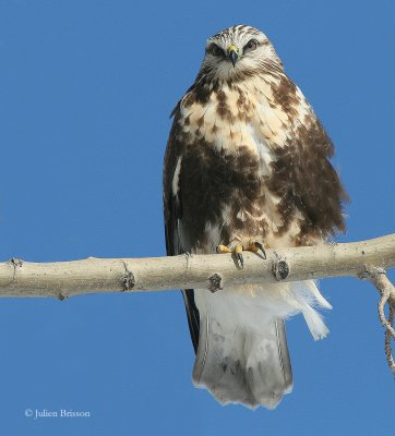 Buse pattue phase claire - Rough-legged Buzzard