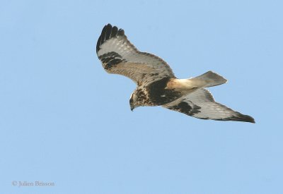 Buse pattue phase claire - Rough-legged Buzzard