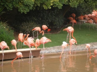 Flamingos.JPG