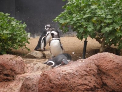 HappyFeet.JPG