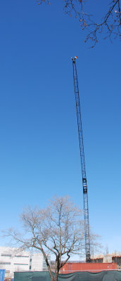 TallCrane.jpg