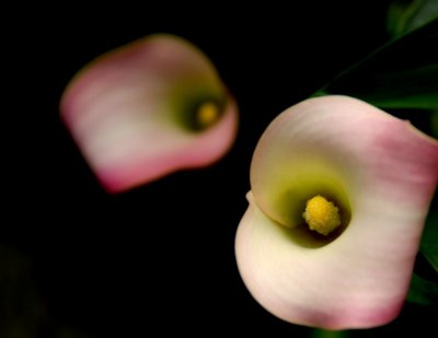 flower10.jpg