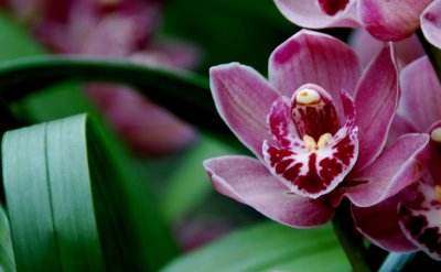 flower11.jpg