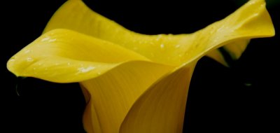 flower12.jpg