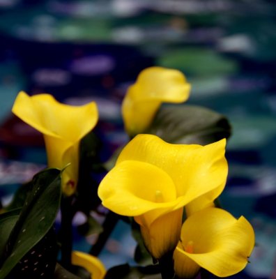 flower13.jpg