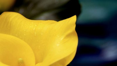 flower14.jpg