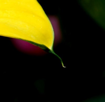 flower15.jpg