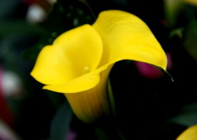 flower16.jpg