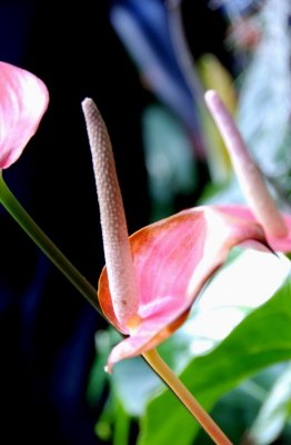 flower17.jpg