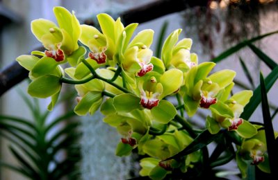 flower18.jpg