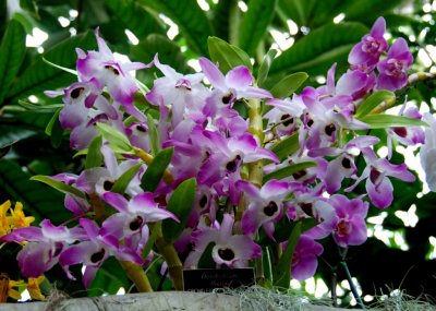 flower19.jpg