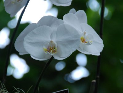 flower2.jpg