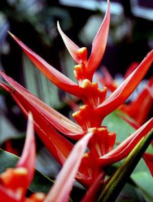 flower21.jpg