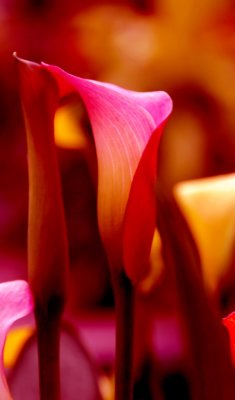 flower23.jpg