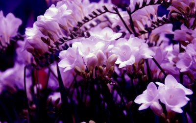 flower24.jpg