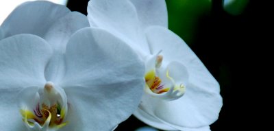 flower3.jpg