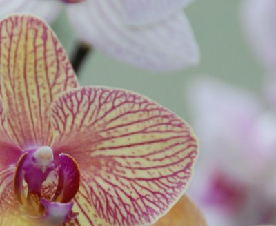 flower4.jpg