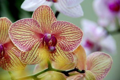 flower5.jpg
