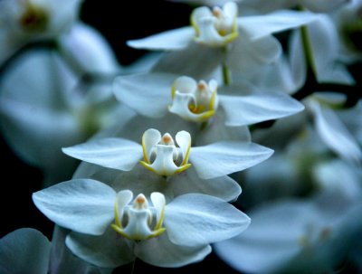 flower6.jpg