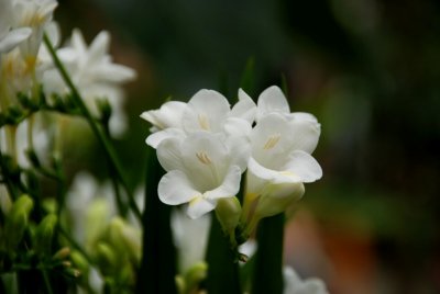 flower8.jpg