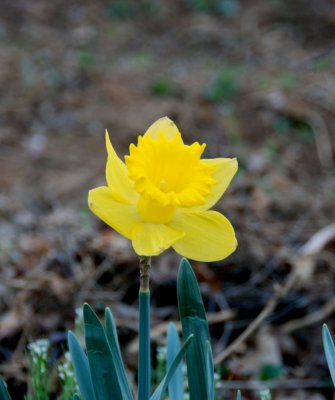 Flower.jpg