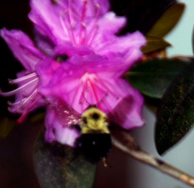 bee_flower2.jpg