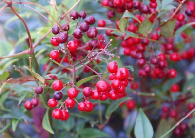 berries.jpg